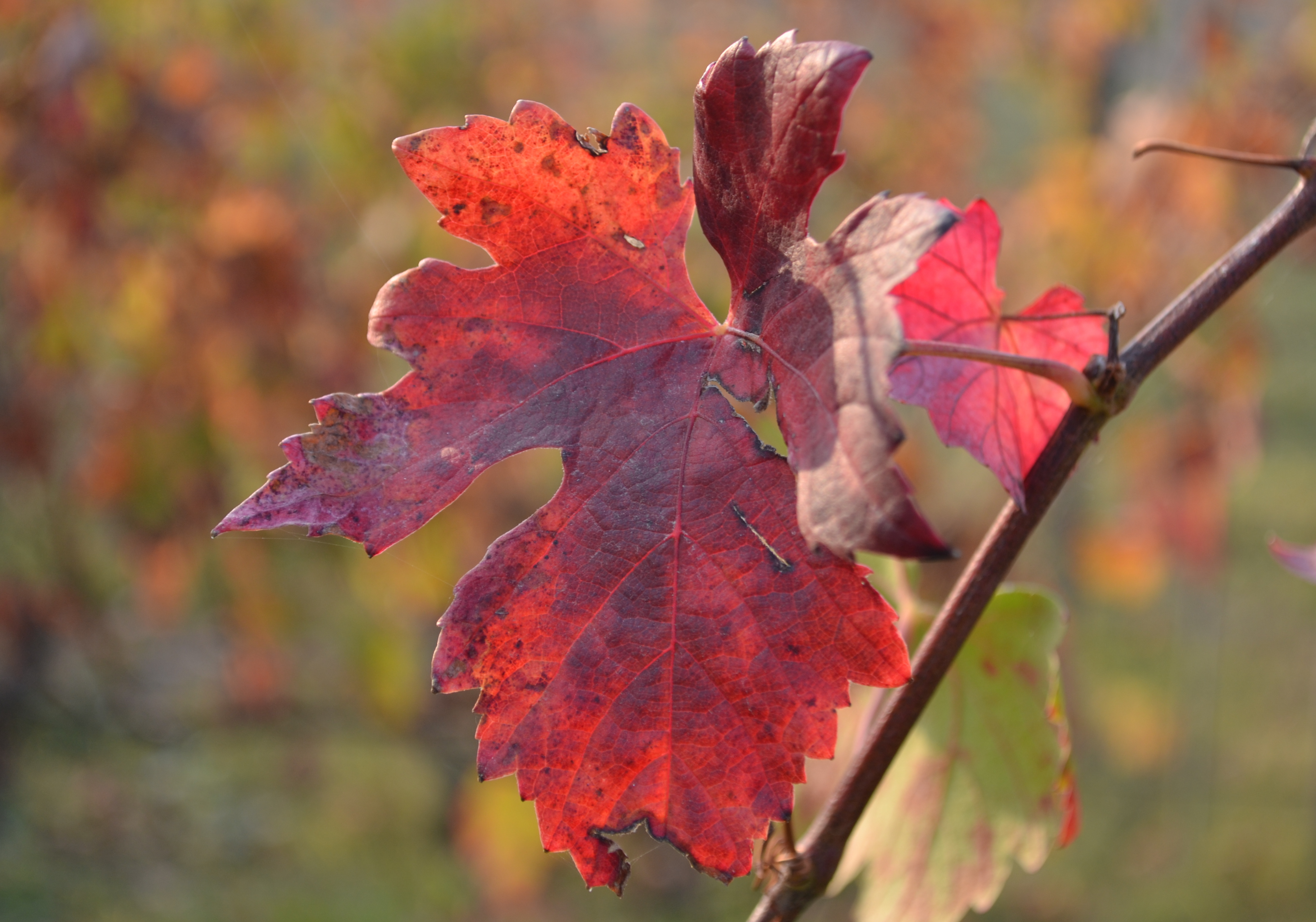 DSC_0436_cropped_1.png DSC_0436_cropped_1.png