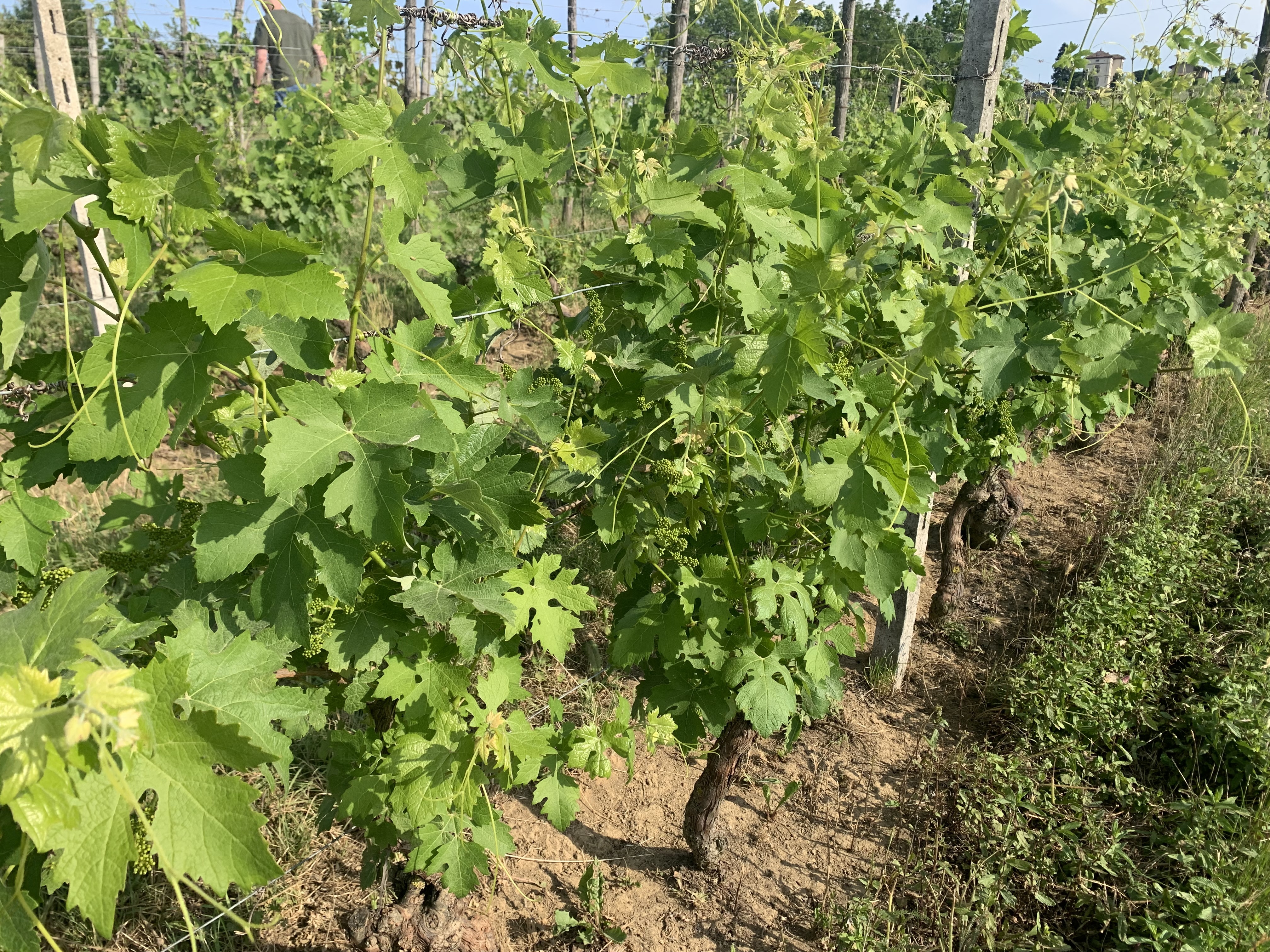 IMG_8358.jpeg IMG_8358.jpeg