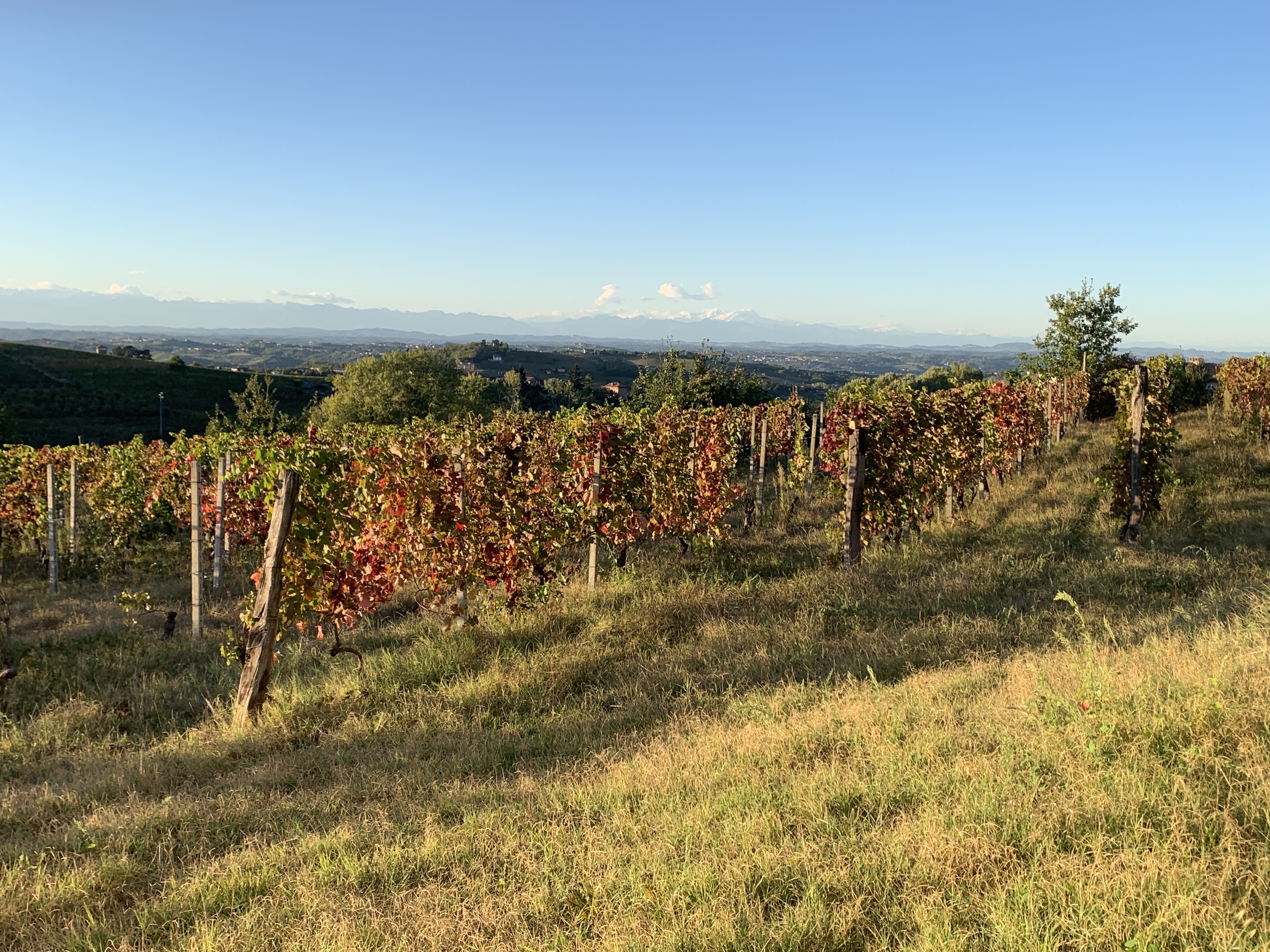 IMG_7526.jpeg IMG_7526.jpeg