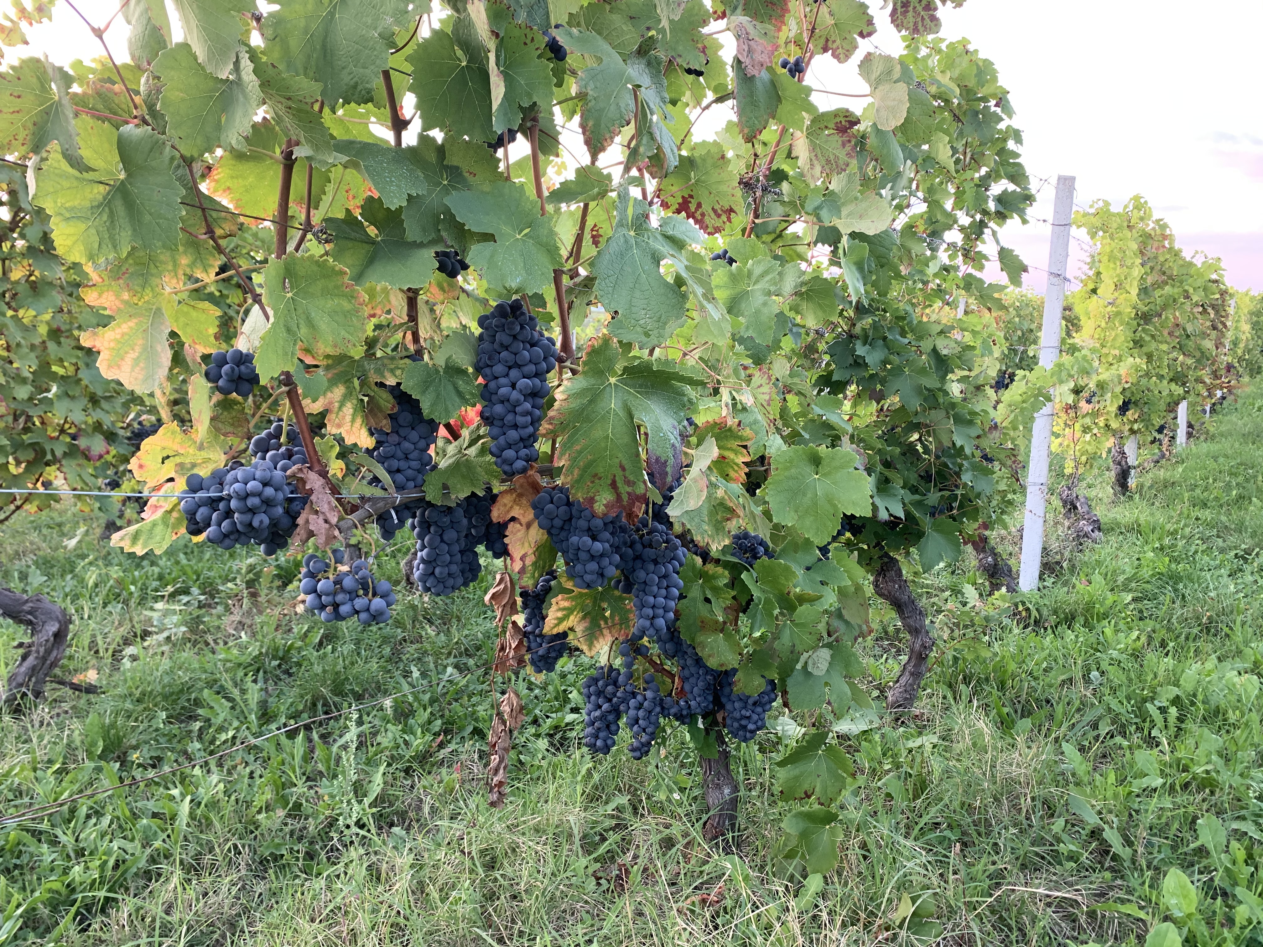 IMG_6051.jpeg IMG_6051.jpeg