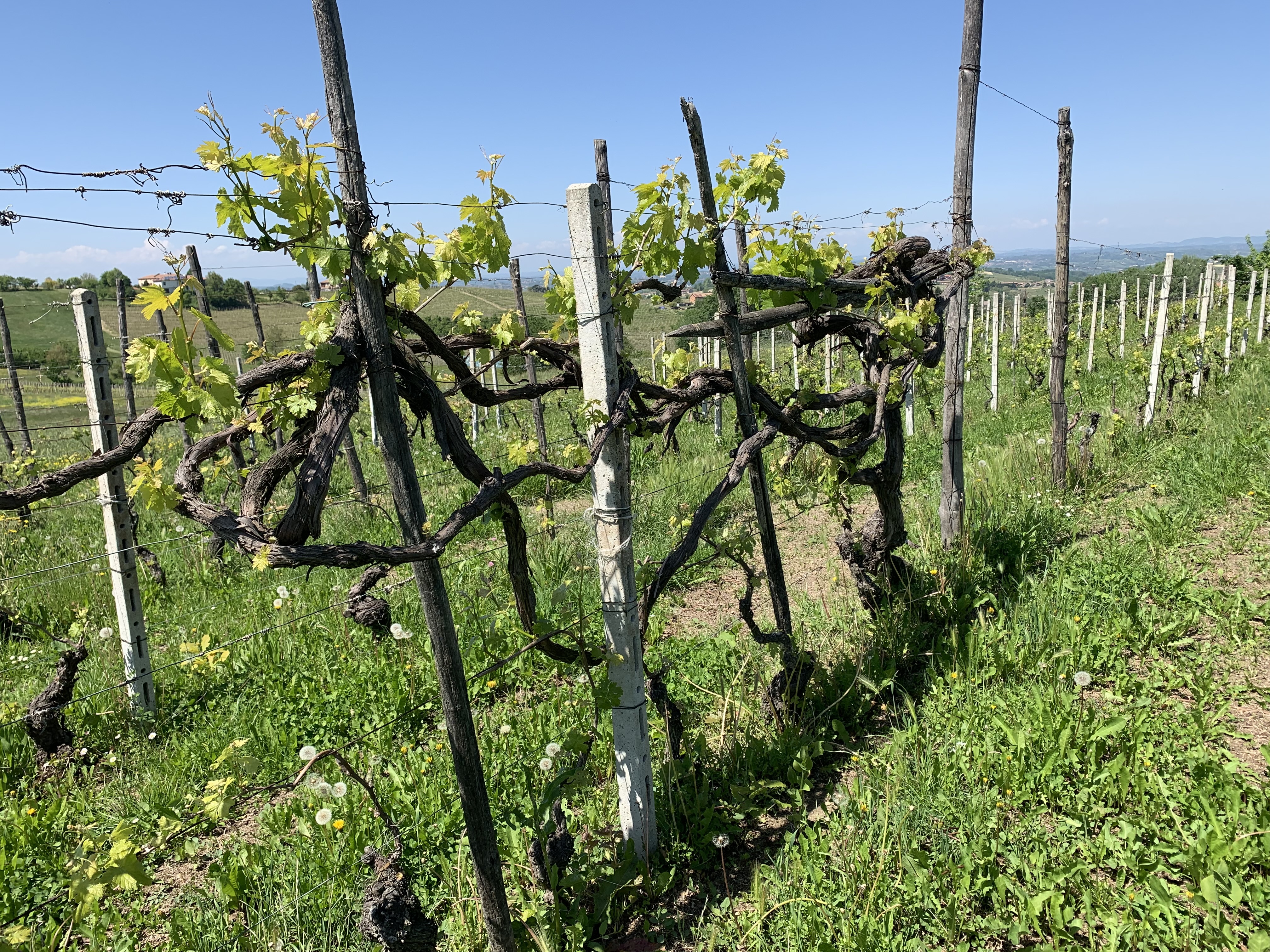 Voorjaar.jpeg Voorjaar.jpeg