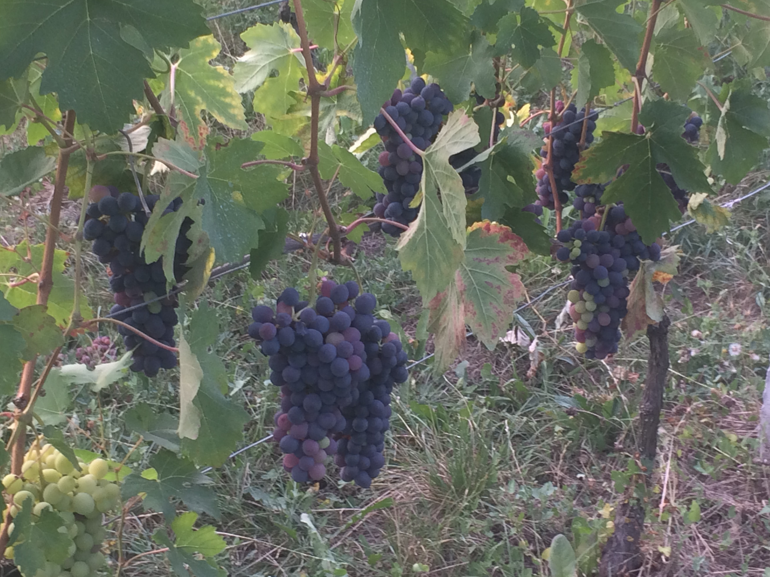 Barbera.jpeg Barbera.jpeg